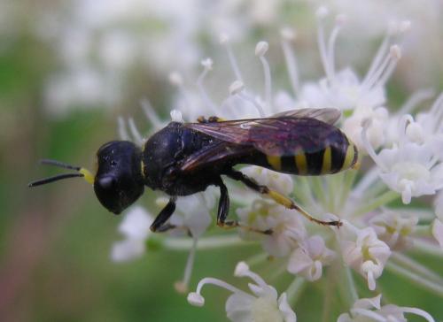 Réf. 191 076 : Ectemnius lapidarius